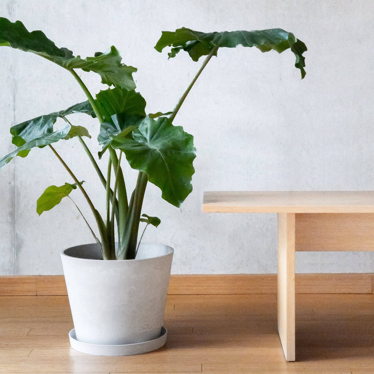 12-inch White Large Planter 'Milan' from Luxe Leaf Decor, featuring a large houseplant, styled next to a modern wooden bench in a foyer. The sleek, modern design adds a stylish touch to the space.
