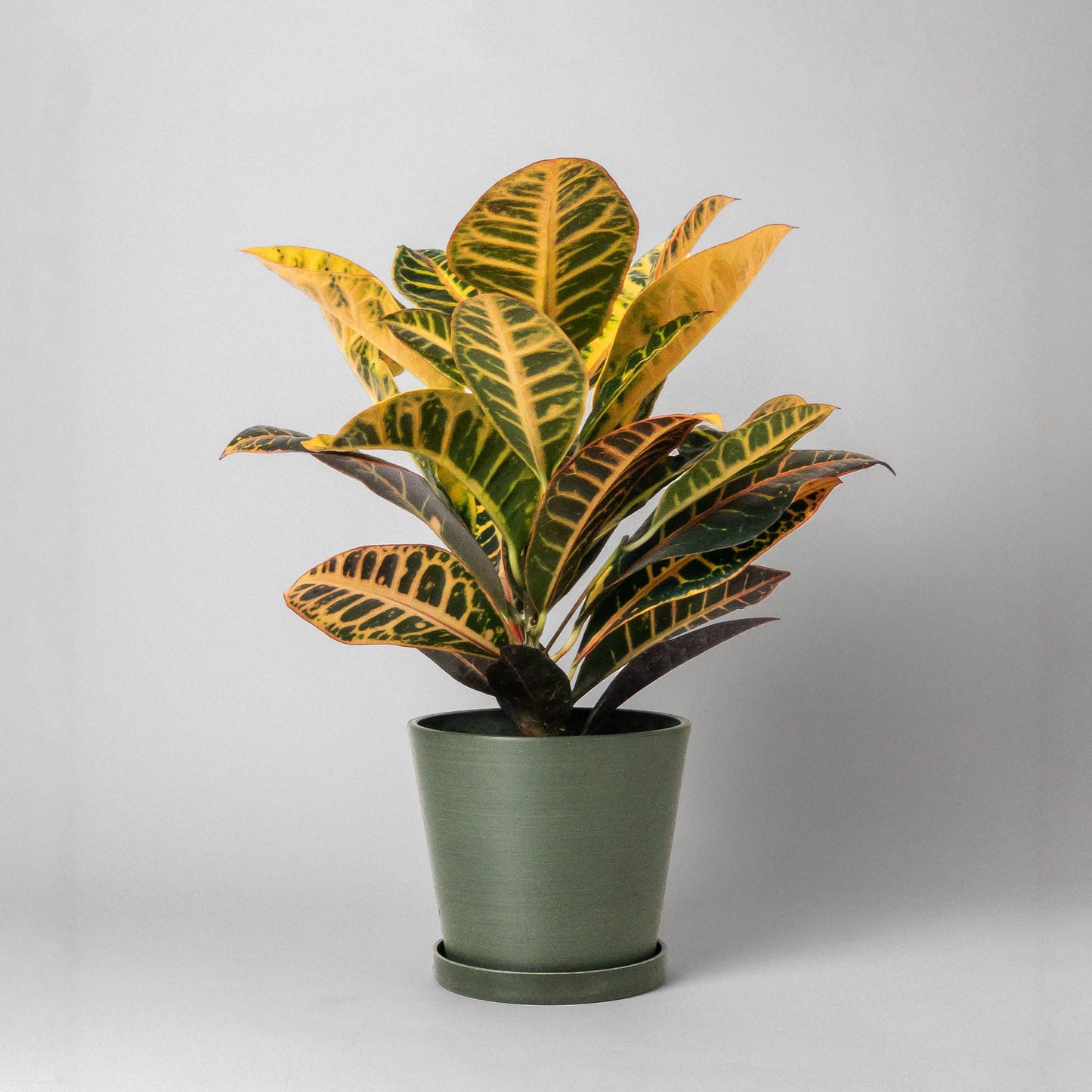 7-inch Milan Planter from Luxe Leaf Decor in Sage, featuring a large colorful houseplant. Its classic tapered shape and modern finish make it the perfect centerpiece for showcasing lush indoor plants in any contemporary setting.