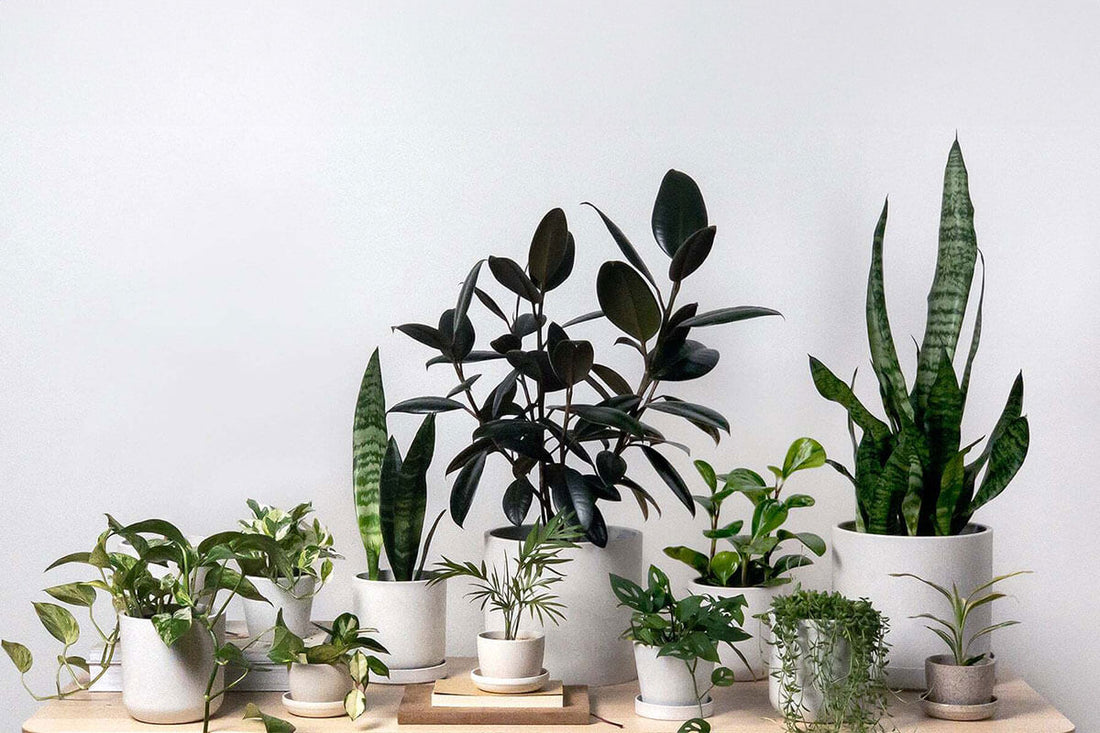 Top 10 Plant and Plant Decor Trends for 2025