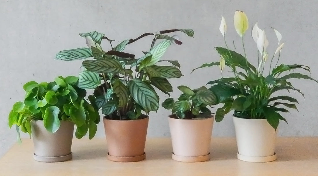 What Are the Best Pots for Indoor Plants?