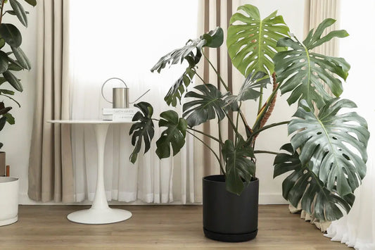 Cyber Monday Finds: Top Modern Planters Under $100