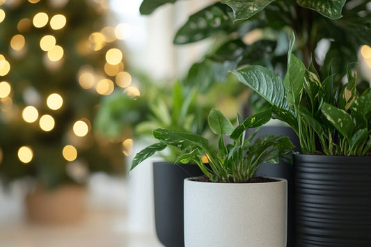 Ultimate Holiday Gift Guide for Plant Lovers