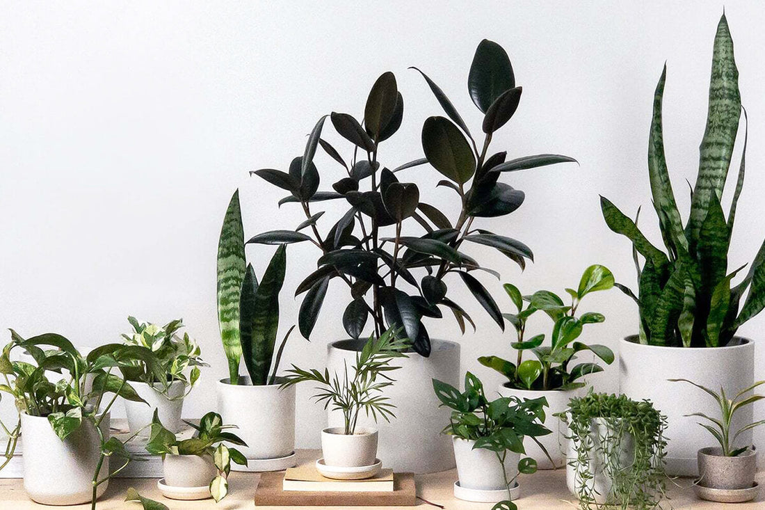 The Story Behind Our Modern Planters: A Small Business Saturday Special