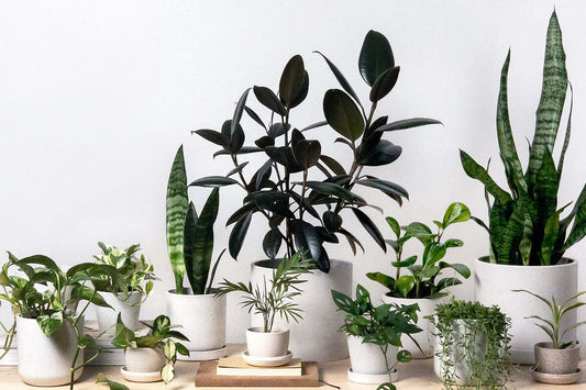 The Story Behind Our Modern Planters: A Small Business Saturday Special