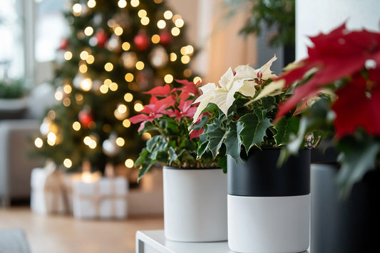 How Plants Can Help You Combat Holiday Stress